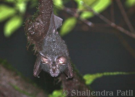 44 Surprising Species Of Bats All Bat Species In The World Amazing