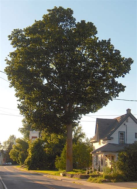 Acer Nigrum Black Maple Trees Canadensis