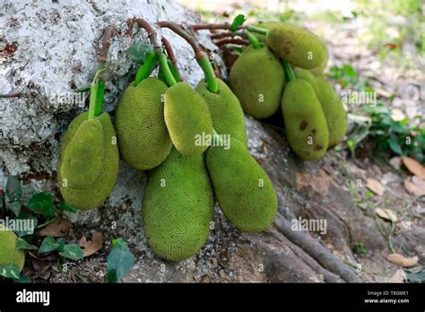 National Fruits Of Bangladesh Hi Res Stock Photography And Images Alamy