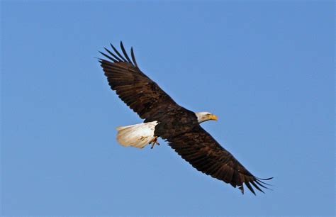 The wingspan varies from 6 to 8 feet. The Breadth of an Eagles Wings! | "Did you ever know that ...