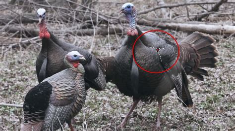 Turkey Bow Hunting Shot Placement Tip Midwayusa