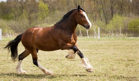 Shire Horse Breed Profile For The Worlds Largest Horse Helpful
