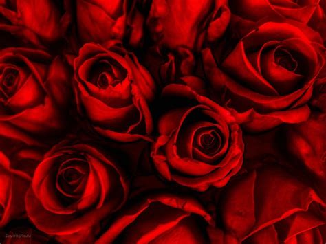 We have a massive amount of desktop and if you're looking for the best cool summer backgrounds then wallpapertag is the place to be. Cool Rose Wallpapers - Top Free Cool Rose Backgrounds ...