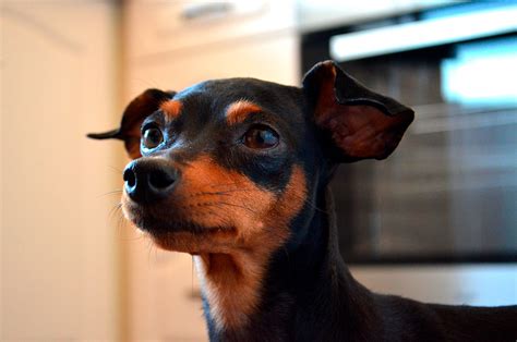 Lo Que Nadie Te Ha Contado Sobre El Pinscher Mini