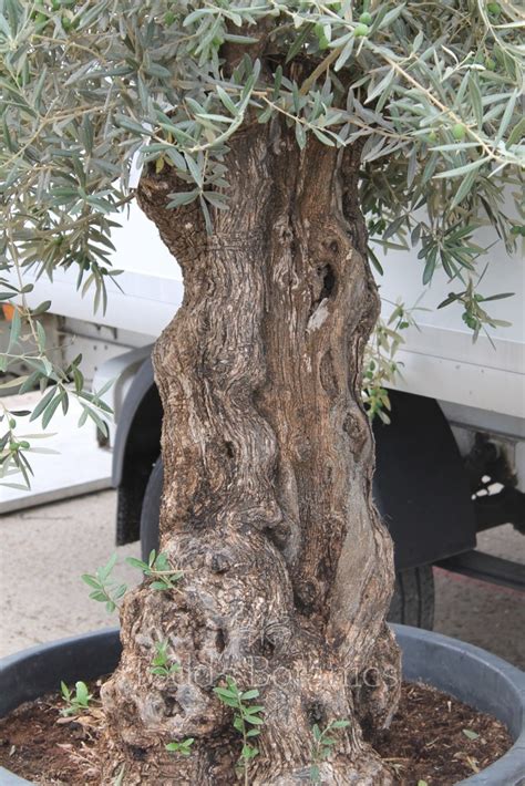 Ancient Olive Tree 1707695e Todds Botanics