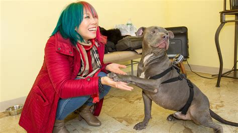 The Miz And Asuka Journey To Rescue Dogs Rock After Winning The Amazing