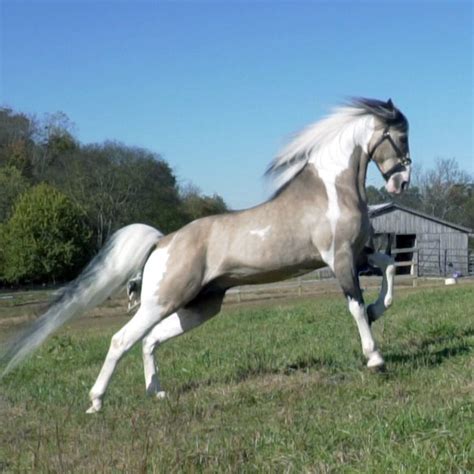 Spotted Saddle Horse — Discoverthehorse