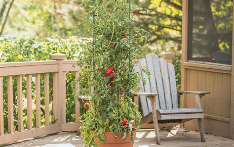 Reviews Of Best Tomato Cages