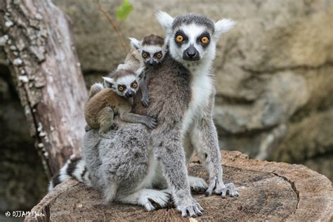 Ring Tailed Lemur Cincinnati Zoo And Botanical Garden