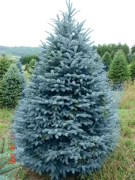 45 Best I Want A Blue Spruce Images On Pinterest Blue Spruce Front