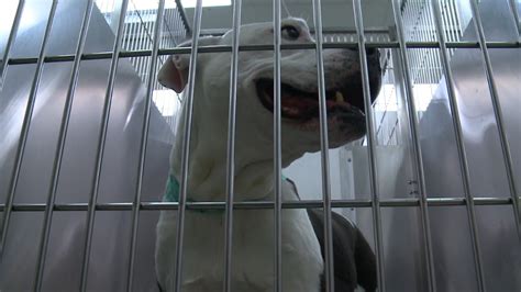 Connecticut Humane Society Advises Against Getting Pets As Gifts