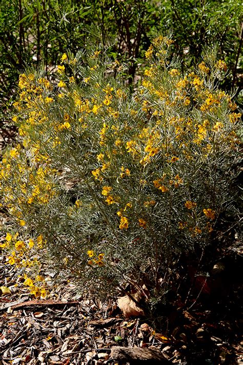Feathery Cassia Senna Artemisioides In Orange County Ca California Ca At Roger S Gardens