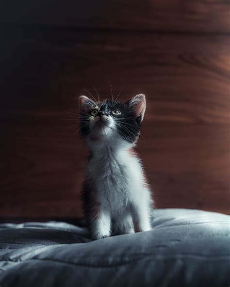 Kitten Cat Pet Glance Cute Hd Phone Wallpaper Peakpx