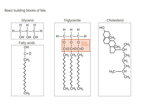 Glycerol And Fatty Acids Are The Building Blocks For
