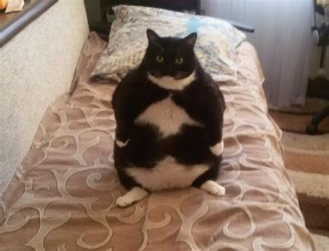 Создать мем толстый черный кот оборзевший жирный кот кошка