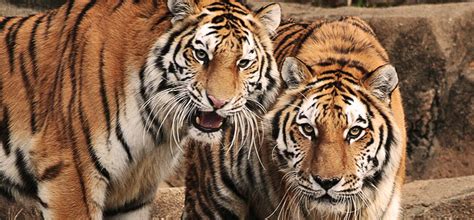Tigers live far apart from each other. Amur (Siberian) Tiger :: Riverbanks Zoo & Garden