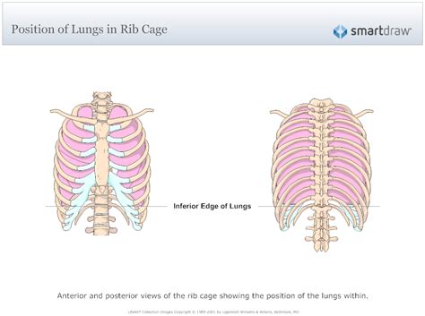 If you feel severe pain while breathing. Position of Lungs in Rib Cage | Rib cage, Lunges, Positivity
