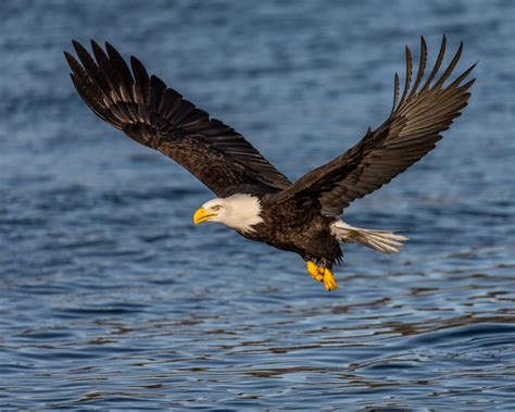 Bald Eagles New York State Parks And Historic Sites Blog