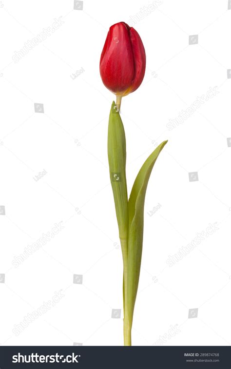 Tulip Flower On Stem Leaves Isolated Stock Photo 289874768 Shutterstock