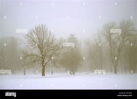 A Simple And Starkly Beautiful Winter Scene Inside A Local City Park In