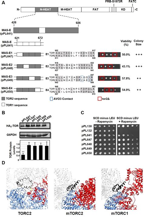 Identification Of Defined Structural Elements Within Tor2 Kinase