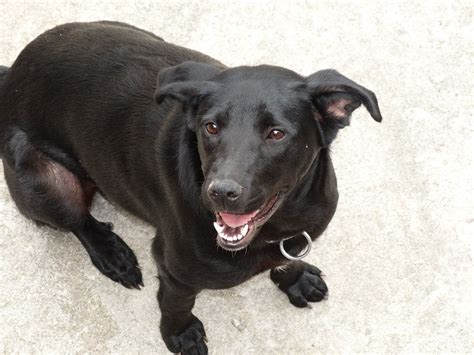 Foto De Cachorro Preto