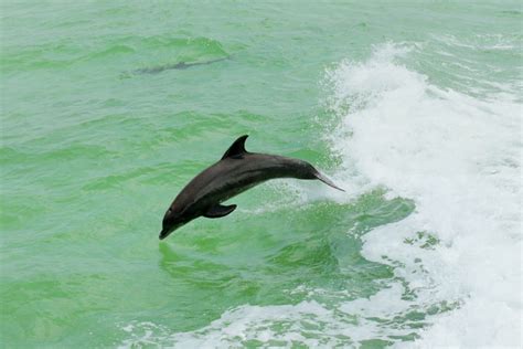 Atlantic Bottlenose Dolphin Gulf Of Mexico Following The Flickr