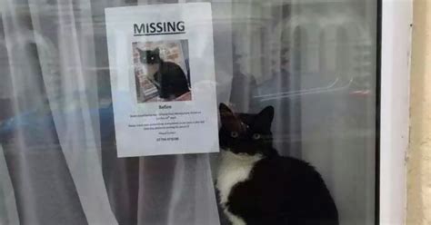 Missing cat reunites with his best friend. Missing Cat Found Near His Own "Missing Cat" Poster ...
