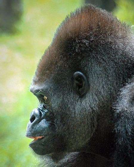 All About The Gorilla Physical Characteristics Seaworld Parks