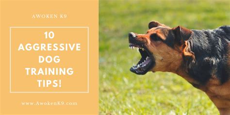 Top 10 Dog Aggression Training Tips Awoken K9