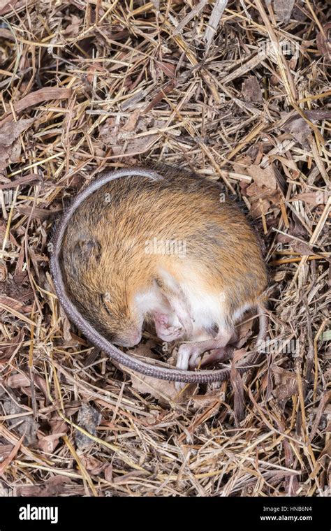 Field Mouse Burrow Hi Res Stock Photography And Images Alamy