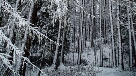 Download Wallpaper 3840x2160 Forest Snow Trees Snowy Winter 4k Uhd