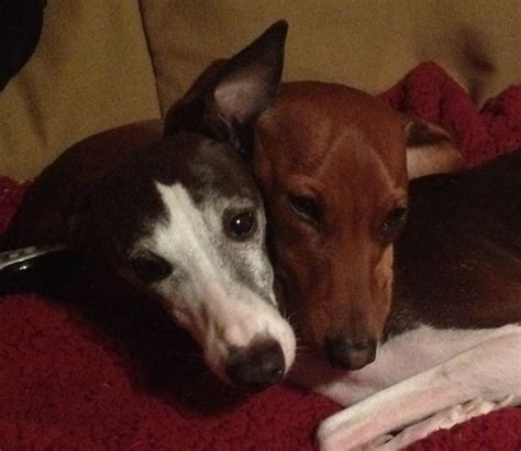 Italian Greyhound And Dachshund Best Friends Doxie Love Pinterest