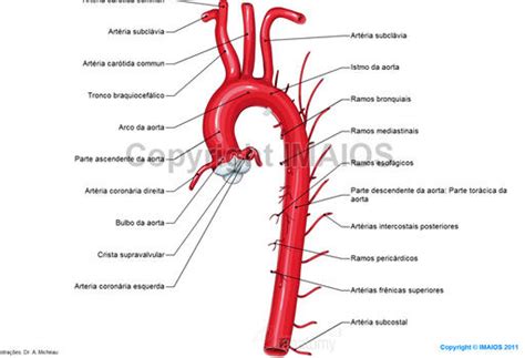 Art Ria Aorta Anatomia I