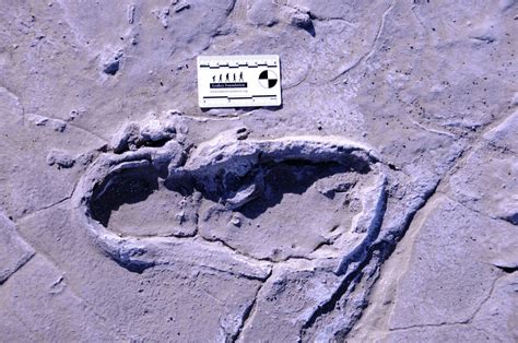 Fossilized Footprints Suggest Early Humans Divided Labor Courthouse