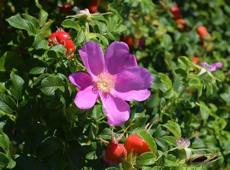 Gallery Rosa Rugosa Rugosa Rose I Flora Of Newfoundland And