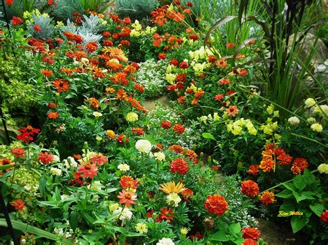 As a general rule of thumb, annuals can be broken down into three main categories, all of which have if you're wondering how to plant annuals in a pot, the process is almost exactly the same. Gardening Granny's Gardening Pages: Annuals, general ...