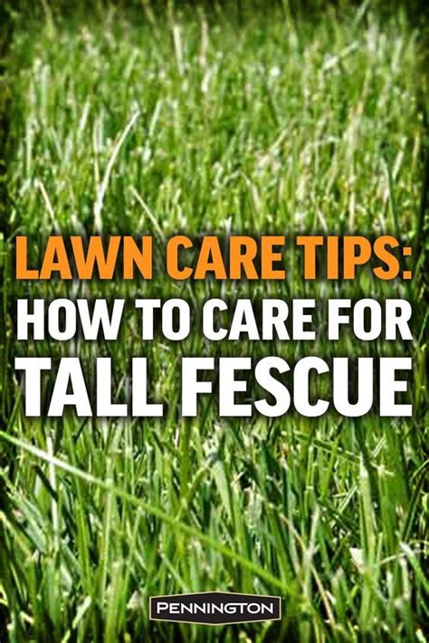 All You Need To Know About Tall Fescue In Tall Fescue Fescue Tall Fescue Lawn