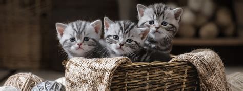 Find a kitten for sale, cats for sale, in our online classifieds. Carolina: Kittens Rspca Melbourne