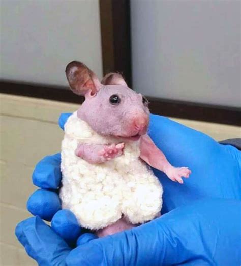 Silky The Hairless Hamster Gets A Tiny Sweater Oregon Humane Society