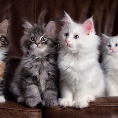 Cats Fluffy Kittens Colorful Ipad Background Mini