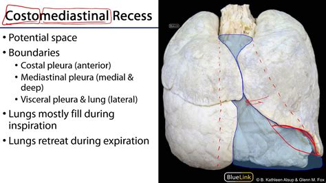 Lungs And Ventilation Pathway Lo1 Pleurae Youtube