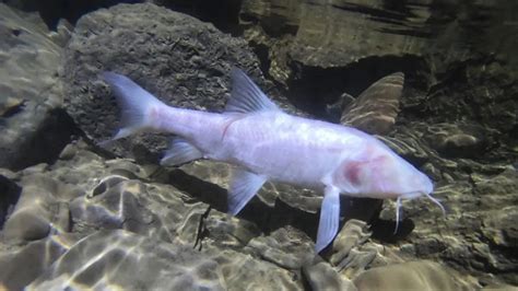 Eyeless Fish Astyanax Mexicanus Profile Facts Seafish