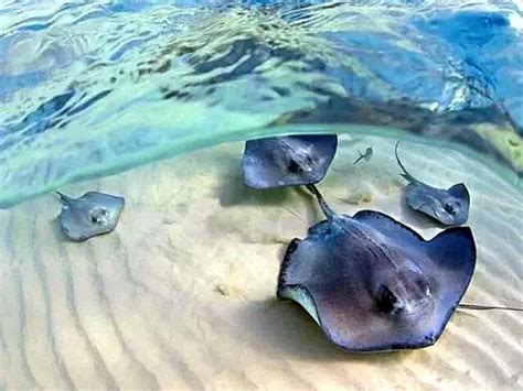 Grand Cayman Stingray City And Coral Gardens 2 Stop Snorkel Excursion