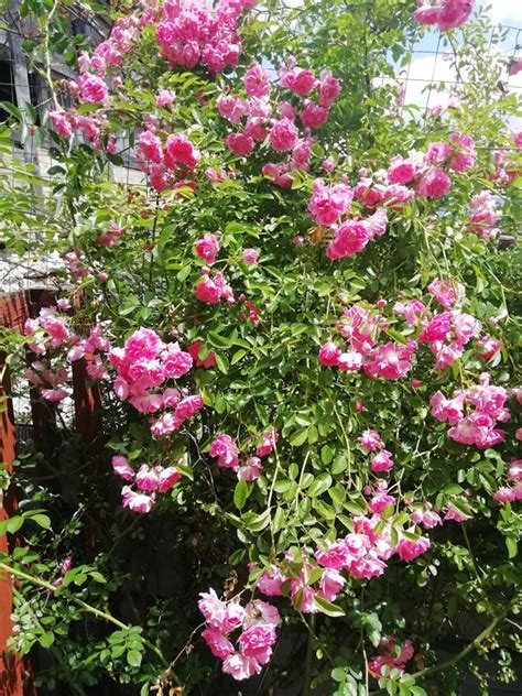 Vuoi tenere in terrazzo o nel giardino delle piante in estate? 10 Piante da giardino resistenti al sole in estate