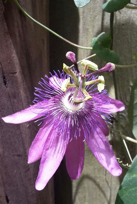 Passiflora × Amethyst Passion Flower Passion Flower Amethyst