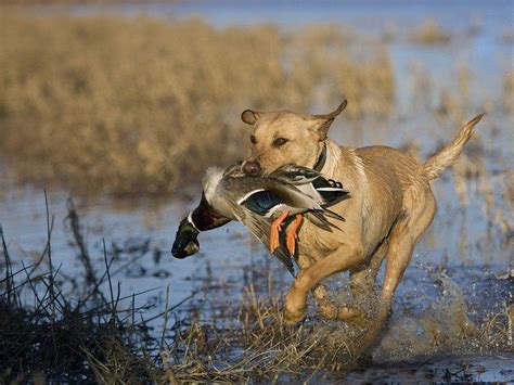 Hunting Dog Wallpapers Wallpaper Cave