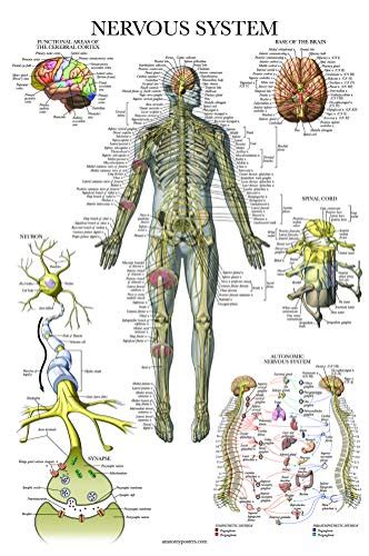 3 Pack Muscle Skeleton Nervous System Anatomy Poster Set