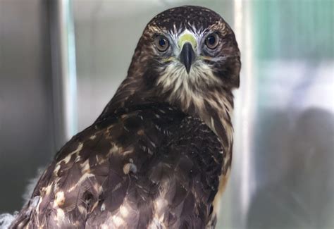 Updates On Injured Hawk L3 Cornell Lab Bird Cams Cornell Lab Bird Cams