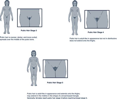 Pubic hair growth is regulated by the presence of androgens like testosterone in the body. Developmental Management of Adolescents | Obgyn Key
